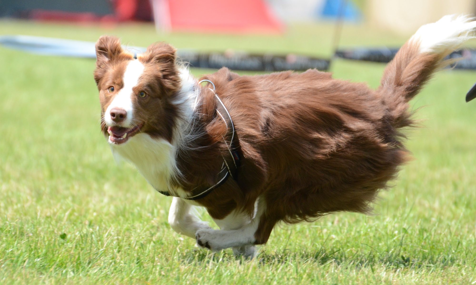 R.U.P.  FLYBALL